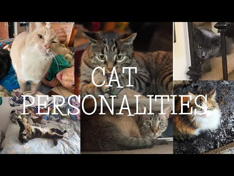 Cat personalities