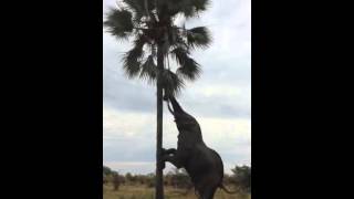 Tree-climbing elephant in the Okavango