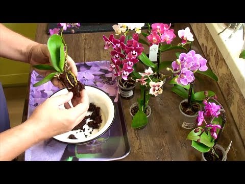 орхидеи корни наращиваю с нуля // 2 варианта // 1-й результат через 5 недель Video