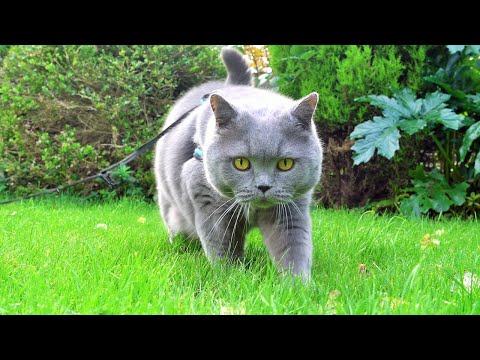 Looks Like CGI - Blue British Shorthair Cat On A Green Lawn