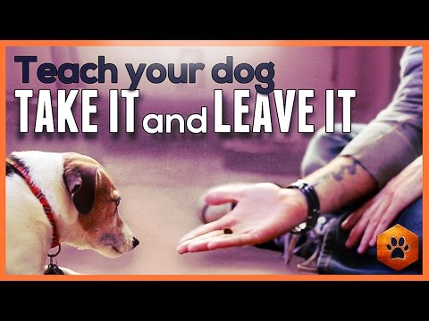 Teach your dog Leave It and Take It - Safe and soft mouth