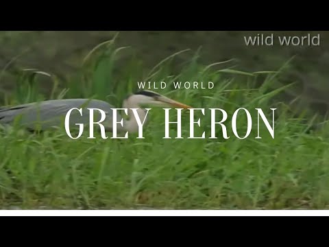 grey heron |  documentary