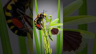 The Epic Battle Of The Praying Mantis And The Fierce Wasp 😱😱