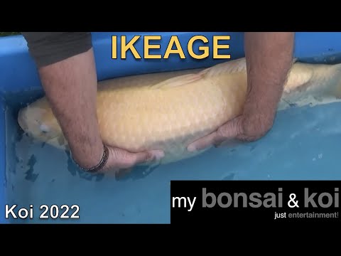 Koi 2022-3 - Ikeage - bunte Fisch in blauer Wanne
