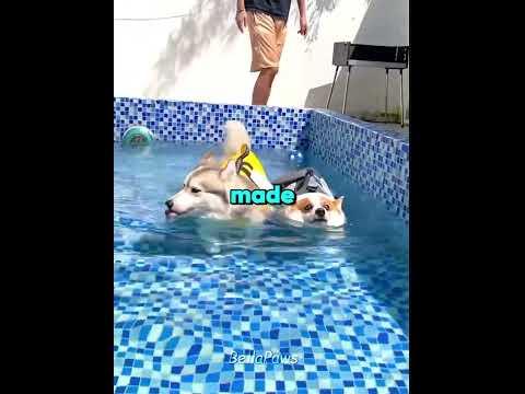 Corgi vs Husky in Water 😂