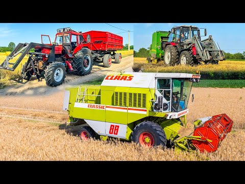 Aratás 2024 | Claas Dominator 88 + Merci motoros MTZ + Belarus 892.2