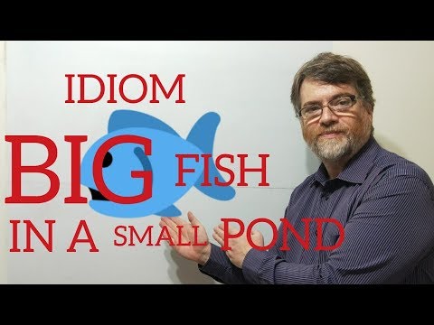 English Tutor Nick P Idioms (200) Big Fish in a Small Pond