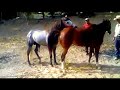 Caballo Horse Big Boy Mating Animals