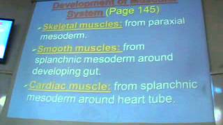Dr.Sherif fahmy -Embryology 19 - " Glands- Muscular system- Septum transversum" ,,