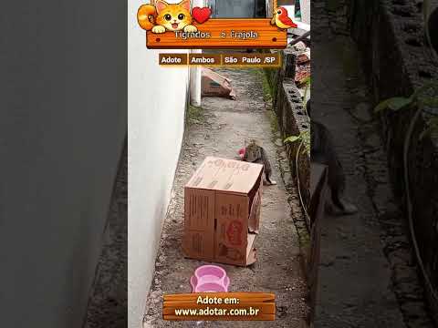 Vídeo de Tigrados e Frajola