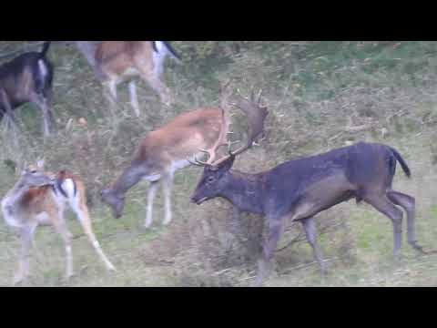 Adult melanistic male fallow deer with Harem
