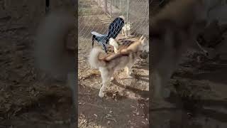 Video preview image #1 Siberian Husky Puppy For Sale in Cedar Crest, NM, USA