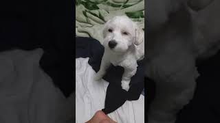 Video  do cachorro Marshall viraliza na Internet