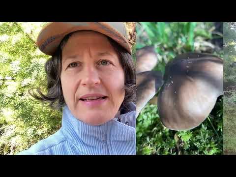 Que cogumelos comestíveis você pode encontrar na primavera?Cogumelos de veado