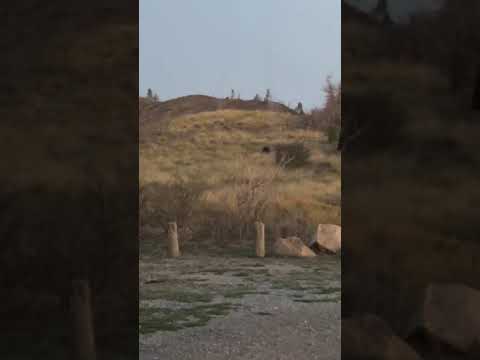 whitetail
