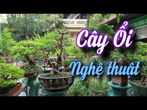 SH.6283. Giao lưu cây Ổi rất nhiều điểm nghệ thuật tại vườn cảnh Duy An. Đth liên hệ 0964.894.094.