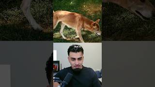 Extinct Animals That Respawned 🤔