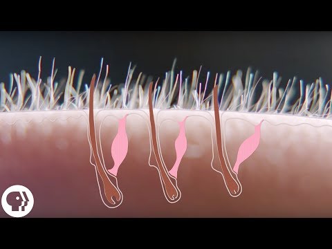 このビデオは、あなたに鳥肌を与えるかもしれません (This Video May Give You Goose Bumps)