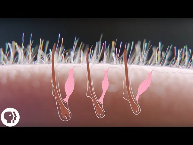 Video Pronunciation of Arrector pili muscle in English Video Pronunciation of Arrector pili muscle in English