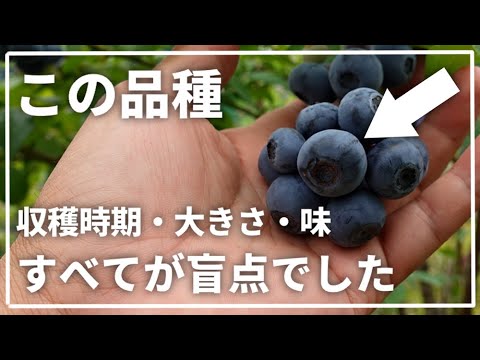 フロリダブルーベリー、ラビットアイブルーベリー、スノキアセイ