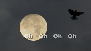 iiO - At The End - lyrics
