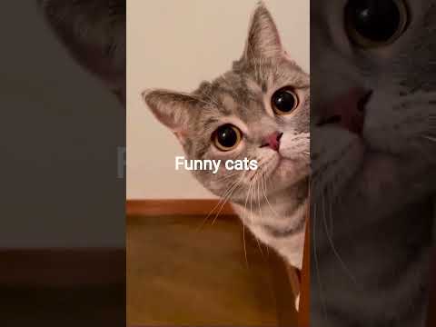 funny cats #funny #cats #catshorts