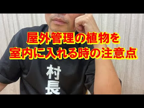 なぜ植物にコルクを入れるのですか？ 4 つの理由、4 つの用途  庭園