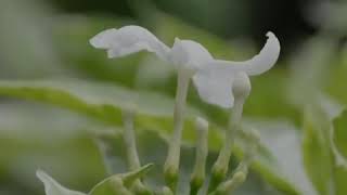 Download lagu TAKUT MENIKAH | Ust. Awan Abdullah mp3