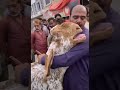 Viral Video Rota Hua Bakra Bakra Eid Qurbani