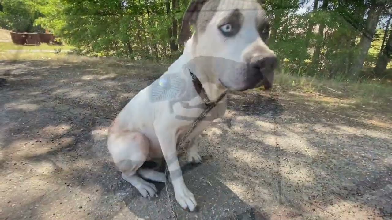 Enlarge Bohdi, a ADOPTABLE mixed breed in Monroe, GA video 4/6