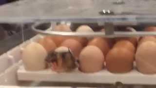preview picture of video 'Chick hatches at Topeka Library'