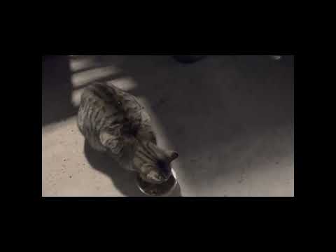 Anybody want a cat ? 🐱❄️🌨️