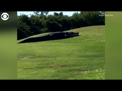 WEB EXTRA: Chubbs The Giant Alligator Roams Florida Golf Course