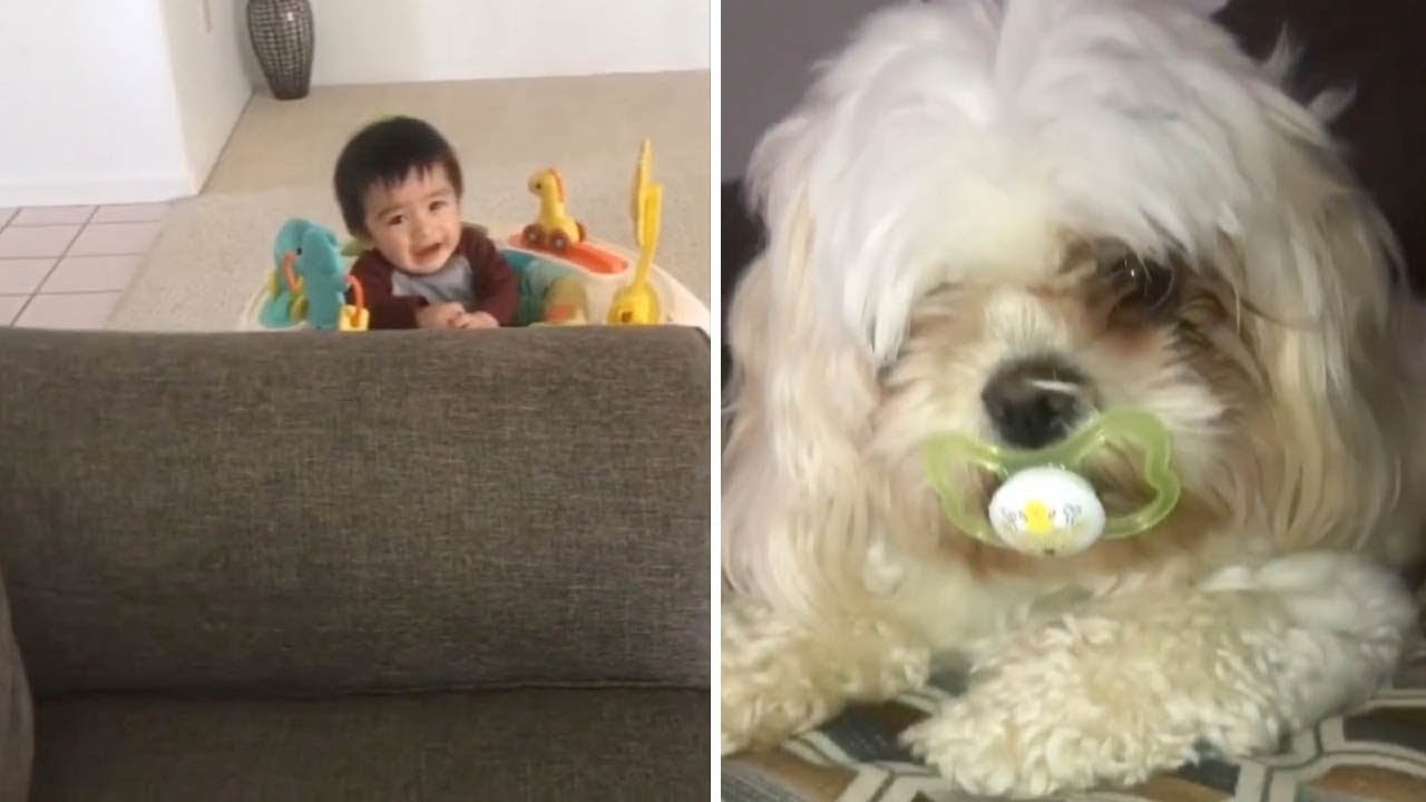 Собака умыкнула у мелкого соску и втихаря наслаждалась трофеем