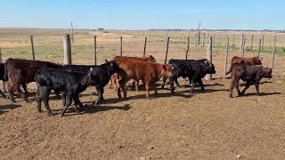 48 Vacas Nuevas con Cría - Vittori Ercazti - Plaza Ganadera