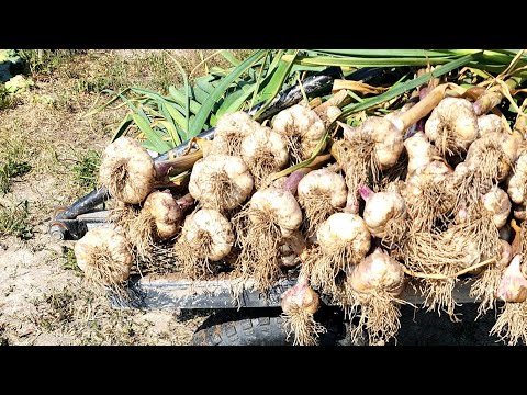 When to harvest garlic?                     3 indicators that we use at Round Butte Kunekune Ranch