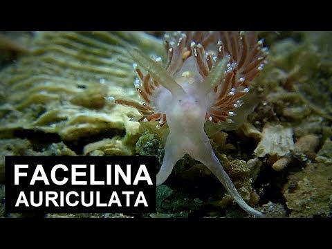Facelina auriculata