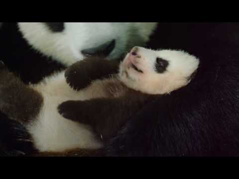 Рожденные в Китае - Trailer