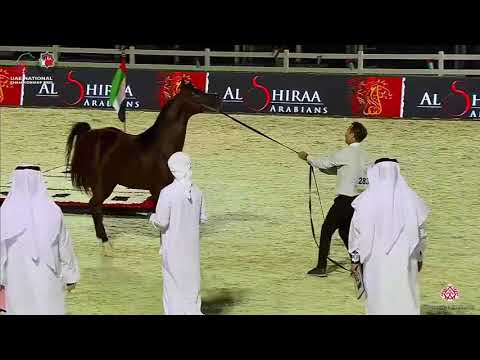 N.283 D JARI - UAE National Championship 2020 - Stallions 4-6 Years Old (Class 10B).mp4