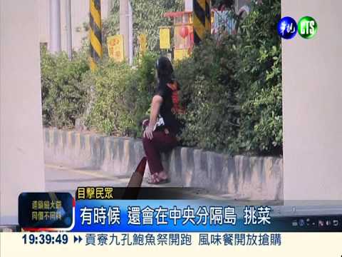 坐分隔島挑菜 穿越快車道搭公車