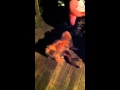 Animal Sex 101