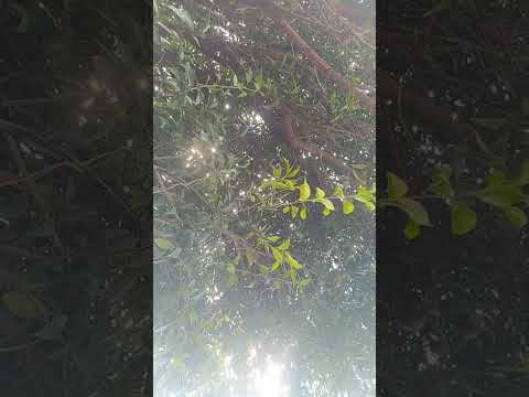 PÉ DE MEXERICA CARREGADO! Veja os segredos para produzir + frutas 👀🌿