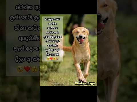 එයාලා ලග තියෙන්නේ පුදුම ආදරයක්......❤❤❤😊