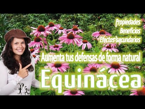 Equinácea propiedades medicinales. Efectos secundarios contraindicaciones equinacea