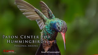 Paton Center for Hummingbirds part Two  - I drove 8 hours just to shoot at this amazing treasure!