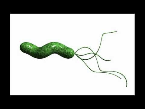 kamalarabin - helicobacter pylori