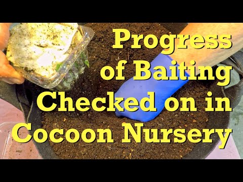 14-day progress baiting baby worms from compost barrel castings - vermicompost