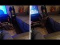 Fat Cat Struggle To Jump On Couch