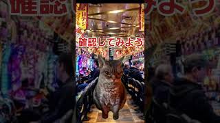 【猫ミーム】ある日のホール【猫ミーム】