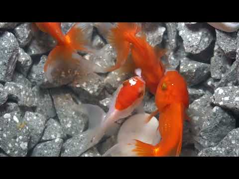 fish, gold fish, fish around us, daily fish video, ep 3558